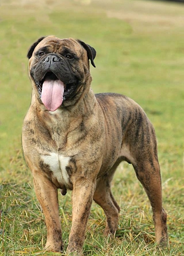 bullmastiff tiger