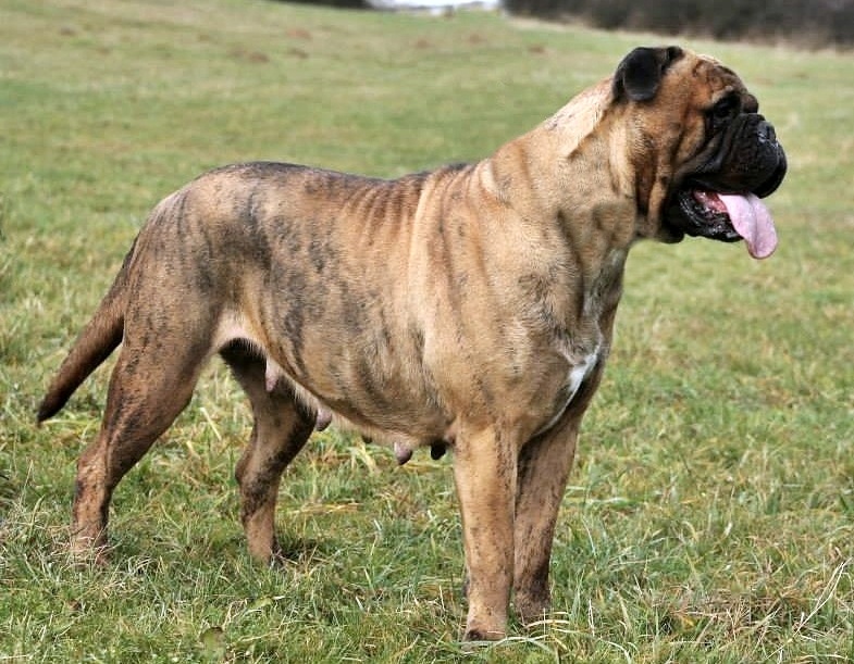 bullmastiff tiger